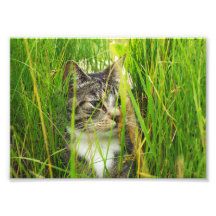 Katt i gräsfotoet