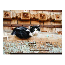 Katt i nytt - mexico vykort
