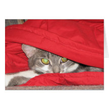 Katt Kort