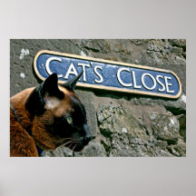 Katt nära affischtryck