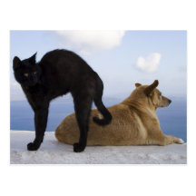 Katt och hund vykort