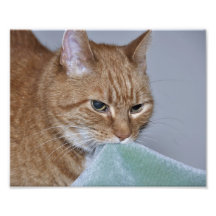 Katt säkerhetsfilt foton