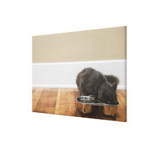 Katt som äter från bunken kanvasdukar med gallerikvalitet