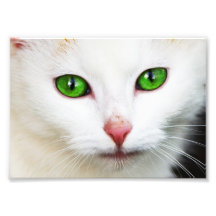 Katten med grönt synar fotoet