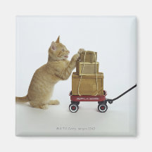 Katten med vagn och boxas kylskåpmagneter