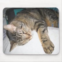 KATTEN TA SIG EN TUPPLUR 2 MUS MATTOR