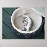 Katten ta sig en tupplur affisch