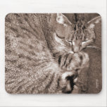 Katten ta sig en tupplur musmattor