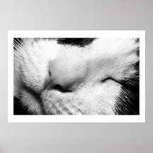 Katten ta sig en tupplur posters