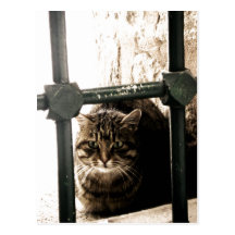 Katten Vykort
