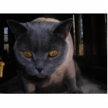 kattfotoskulptur photo cut outs