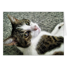 Kattkort
