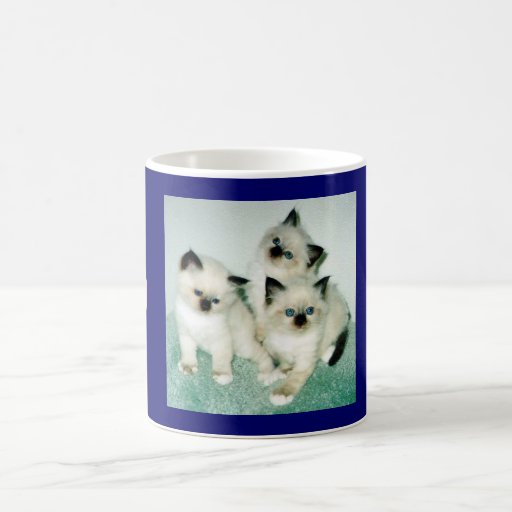 Kattmugg