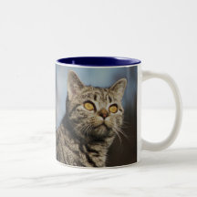 Kattmugg