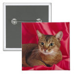 Kattpedigreen knäppas pins