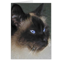 KATTsamling för BIRMAN RAGDOLL Hälsningskort