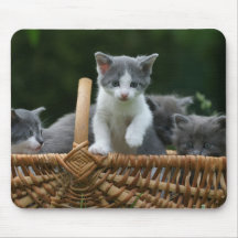 kattungar i en basket musmattor
