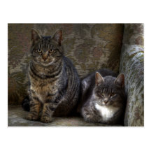 Kattungar i stol vykort