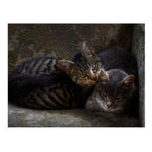 Kattungar i stol vykort