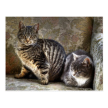 Kattungar i stolvykort