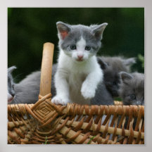kattunge i en basket affischer