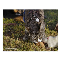 Kattunge och Mousey aktie ett mål Vykort