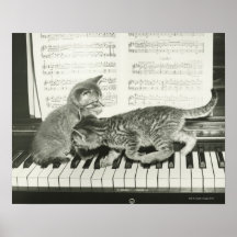 Kattunge som två leker på pianotangentbord, (B&W) Posters