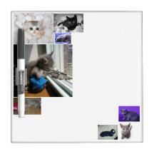 kattunge stiger ombord