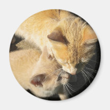 Kattungekärlekmagnet! Magneter
