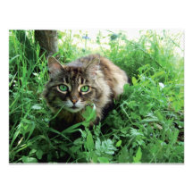 Katze Tillkännagivanden