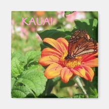 Kauai Hawaii fjäril på orange vildblomma Magneter