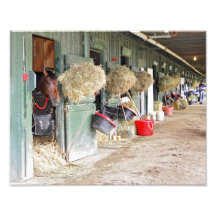 Kentucky Derby vinnare "Orb" som ett 2 år. gammalt Fotografiska Tryck
