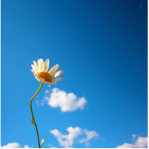 Key Daisy Photo Cut Out