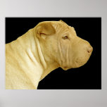 Kinesiska Shar Pei Affisch