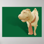 Kinesiska Shar Pei Posters