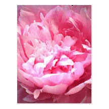 Kläckt rosa pion vykort