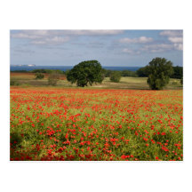Klatschmohn Postkarten