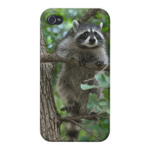 KlättringRaccoontelefonen täcker