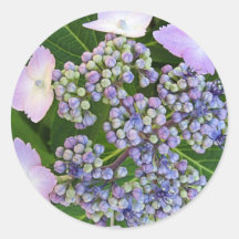 Klistermärkear för blom för vanlig hortensia för l