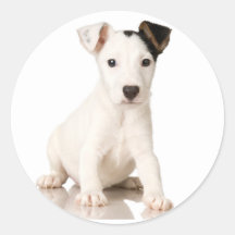 Klistermärkear för jackRussell Terrier