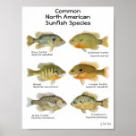 Klumpfiskaffisch