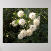 Knäppas Bush Print