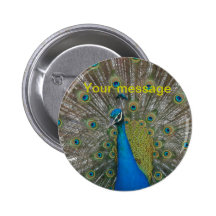 KNÄPPAS med påfågelstassen Pins