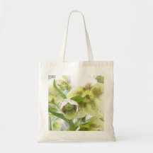 Knopp som blomstrar - vitHellebores Kassar