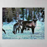 Knuffat till djurliv 10 posters