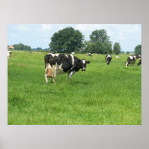 Ko 438 som tittar dig! Lantgårdfotoaffisch