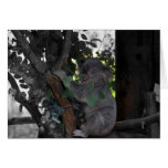 Koala Hälsningskort