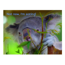 Koala som äter vykortet