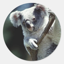 Koalaklistermärke