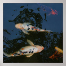 koi affischer